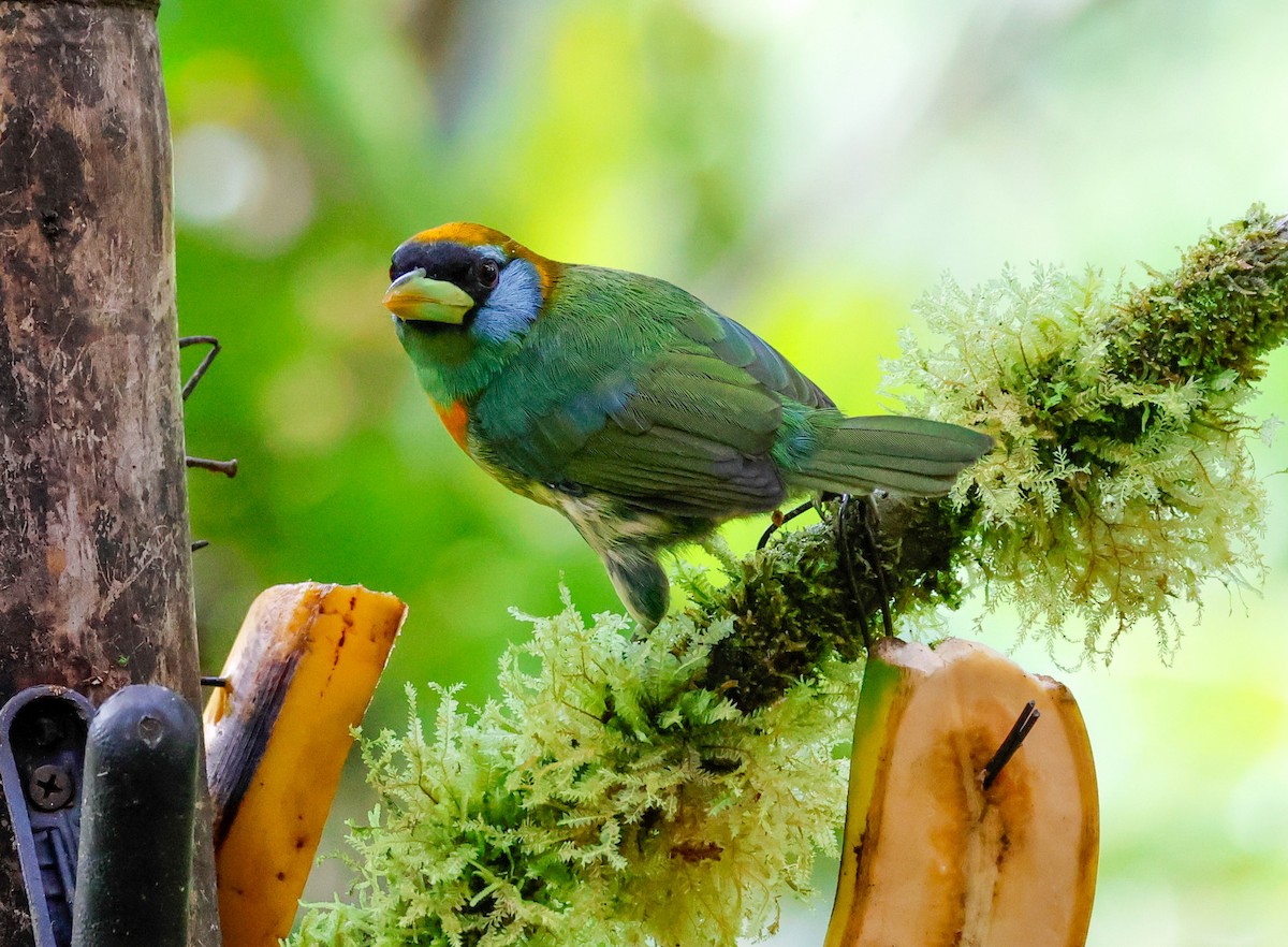 ズアカゴシキドリ - ML644586923