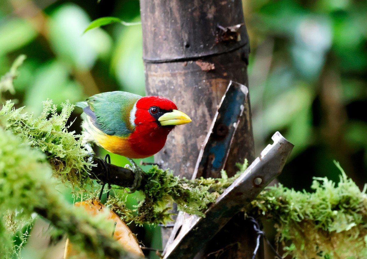 ズアカゴシキドリ - ML644586925