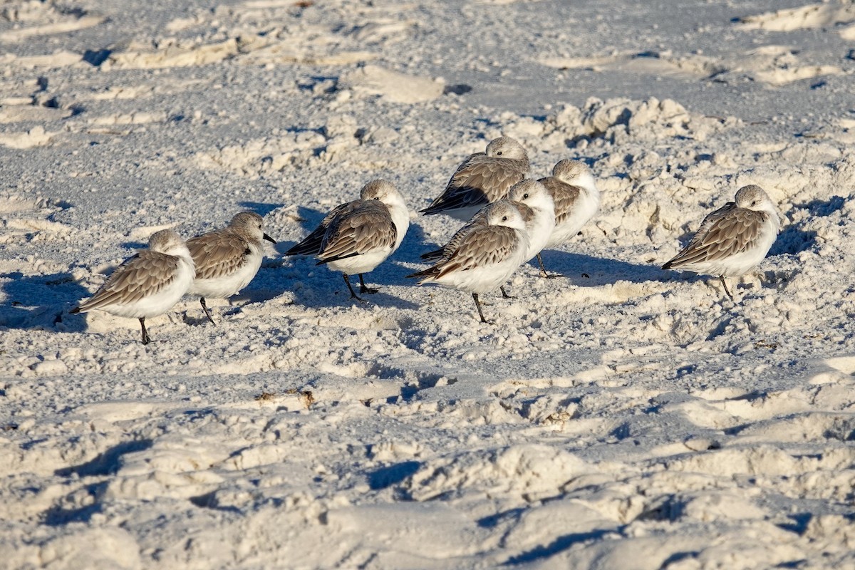 Sanderling - ML644586932