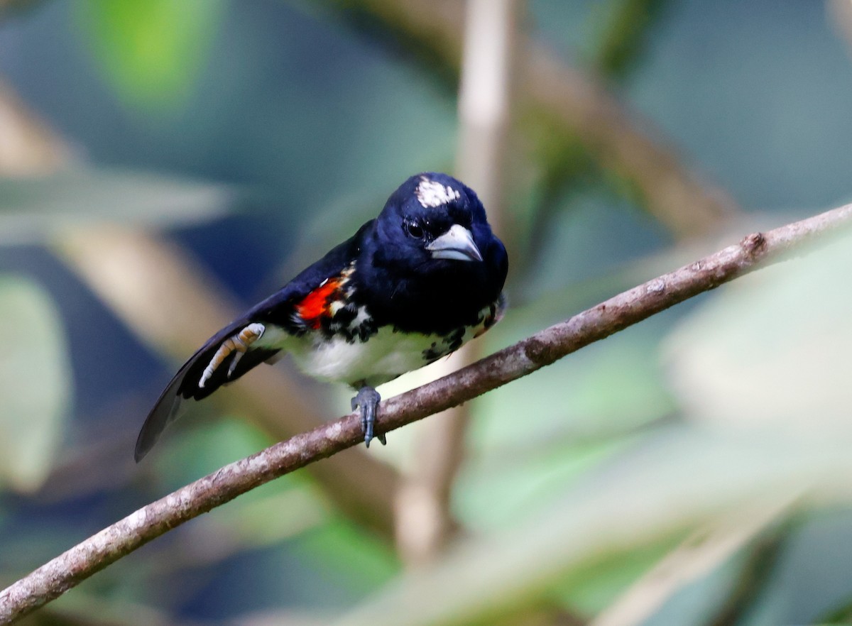 Spot-crowned Barbet - ML644586936