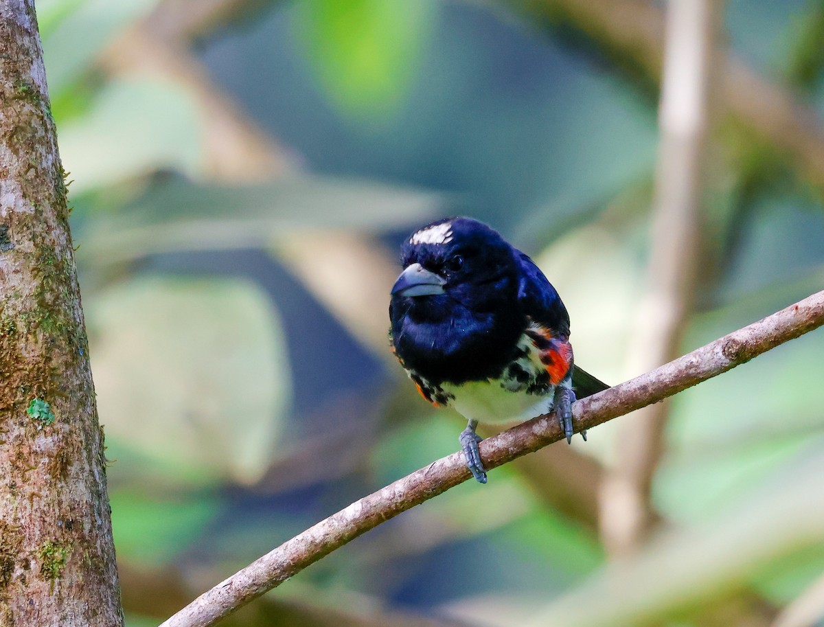 Spot-crowned Barbet - ML644586937