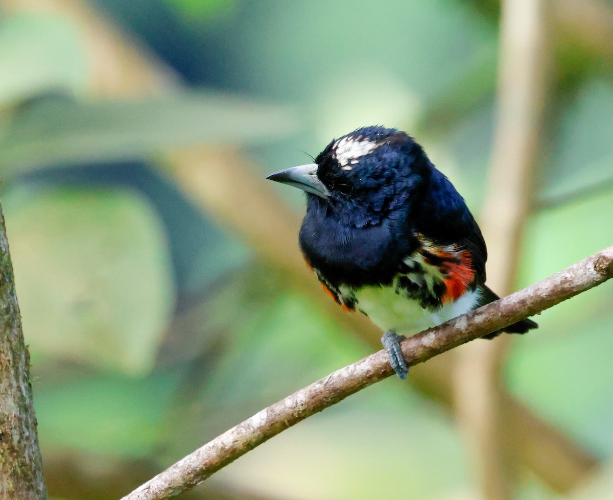 Spot-crowned Barbet - ML644586938