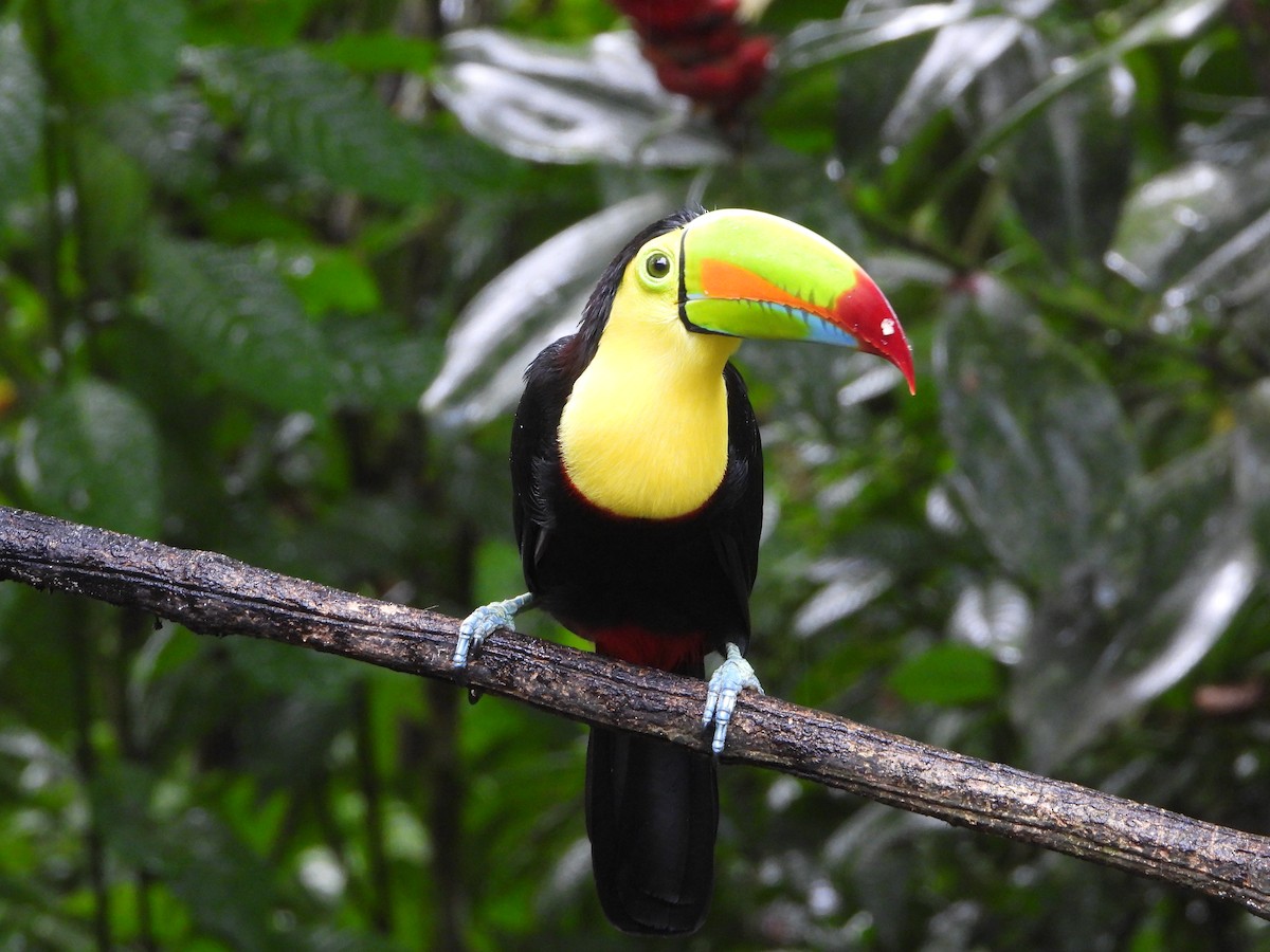 Keel-billed Toucan - ML644586942