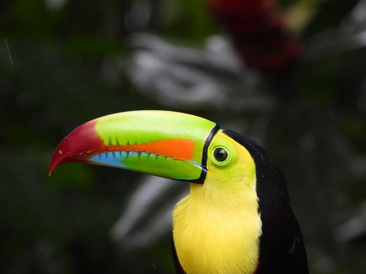 Keel-billed Toucan - ML644586943