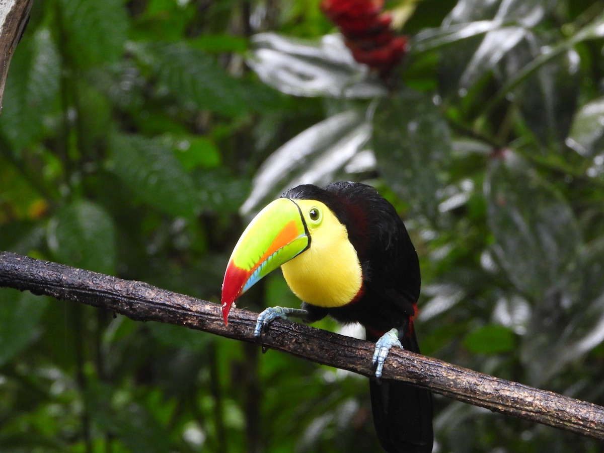 Keel-billed Toucan - ML644586945