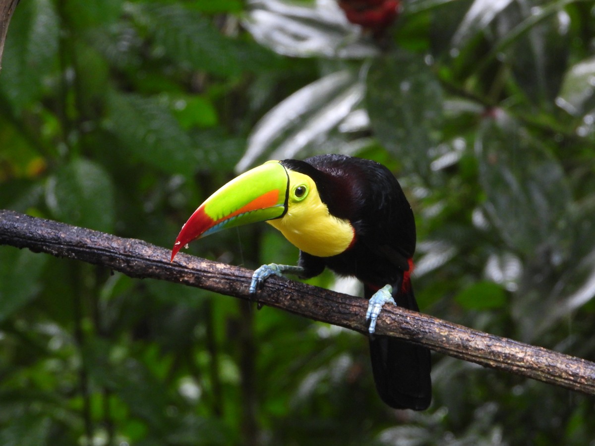 Keel-billed Toucan - ML644586946