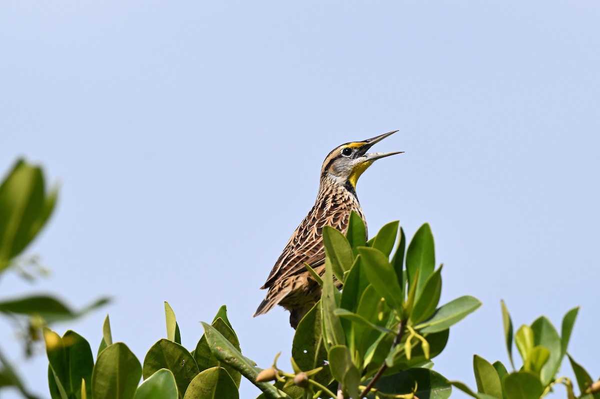 Eastern Meadowlark - ML644586952