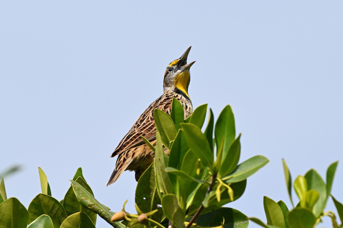 Eastern Meadowlark - ML644586953