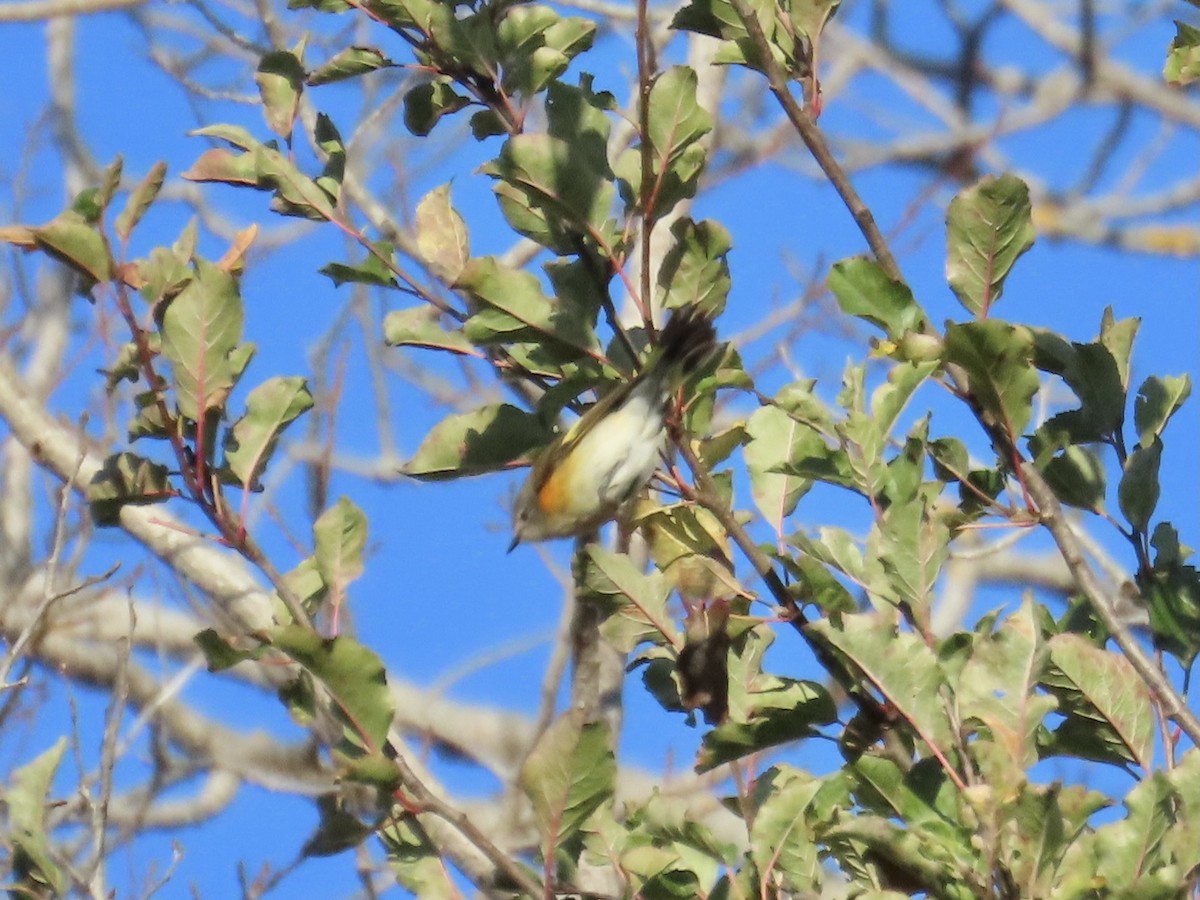 American Redstart - ML644586954