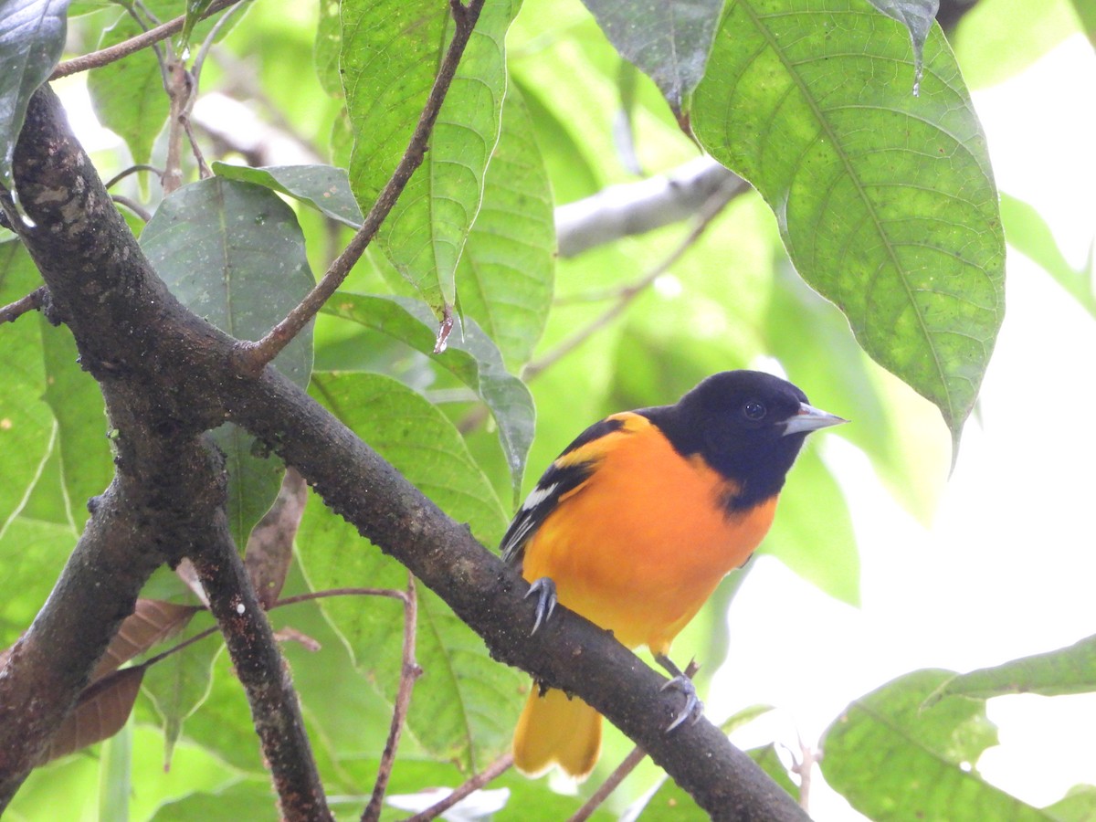 Baltimore Oriole - ML644586959
