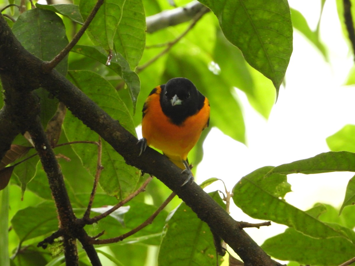 Baltimore Oriole - ML644586960