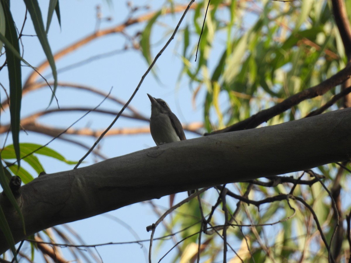 Common Woodshrike - ML644586970