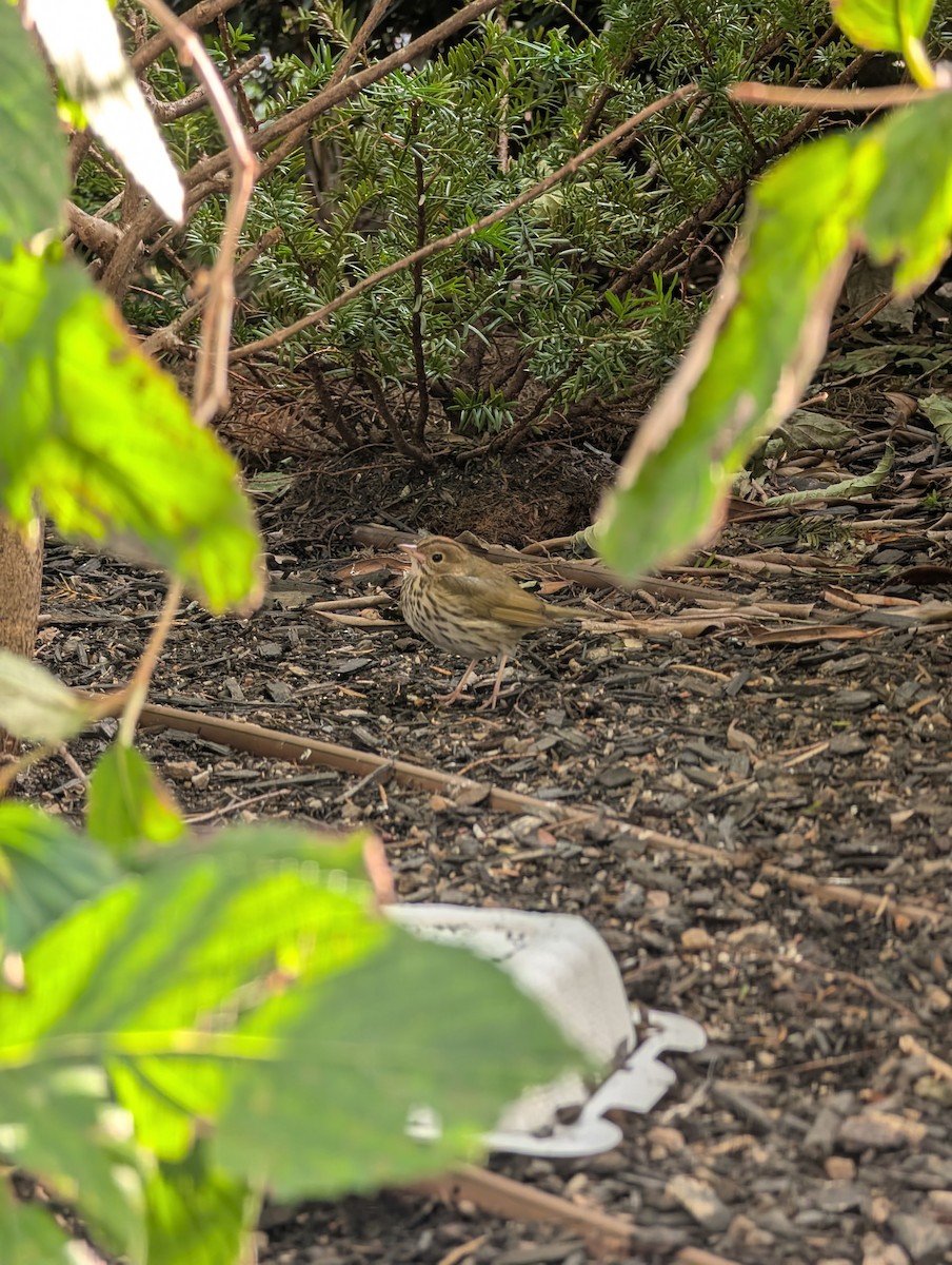 Ovenbird - ML644586987