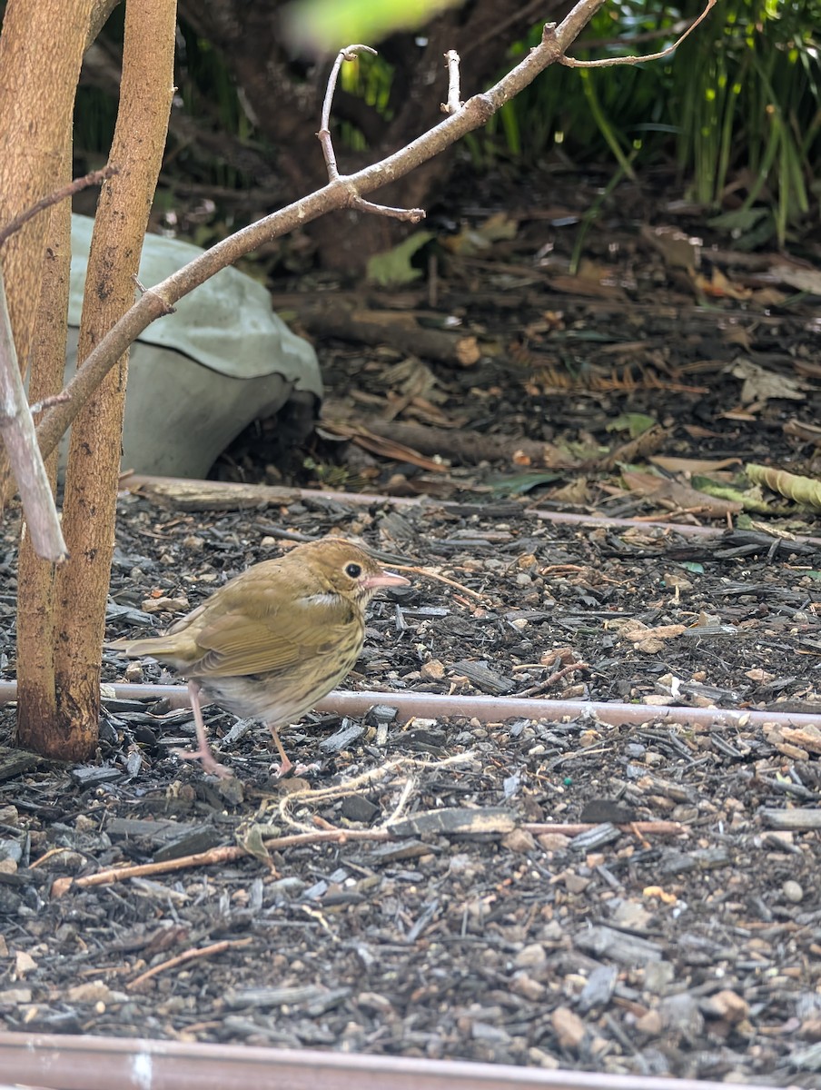 Ovenbird - ML644586988