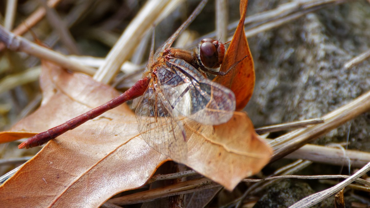 Autumn Meadowhawk - ML644586992