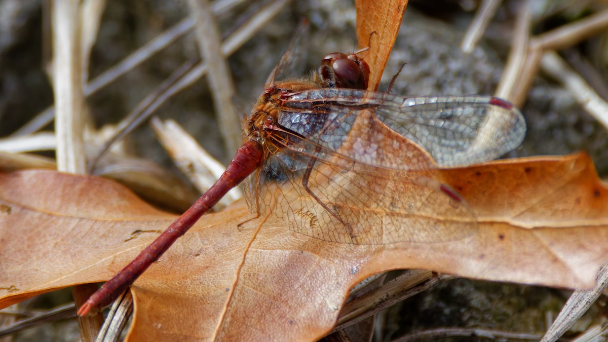 Autumn Meadowhawk - ML644586993