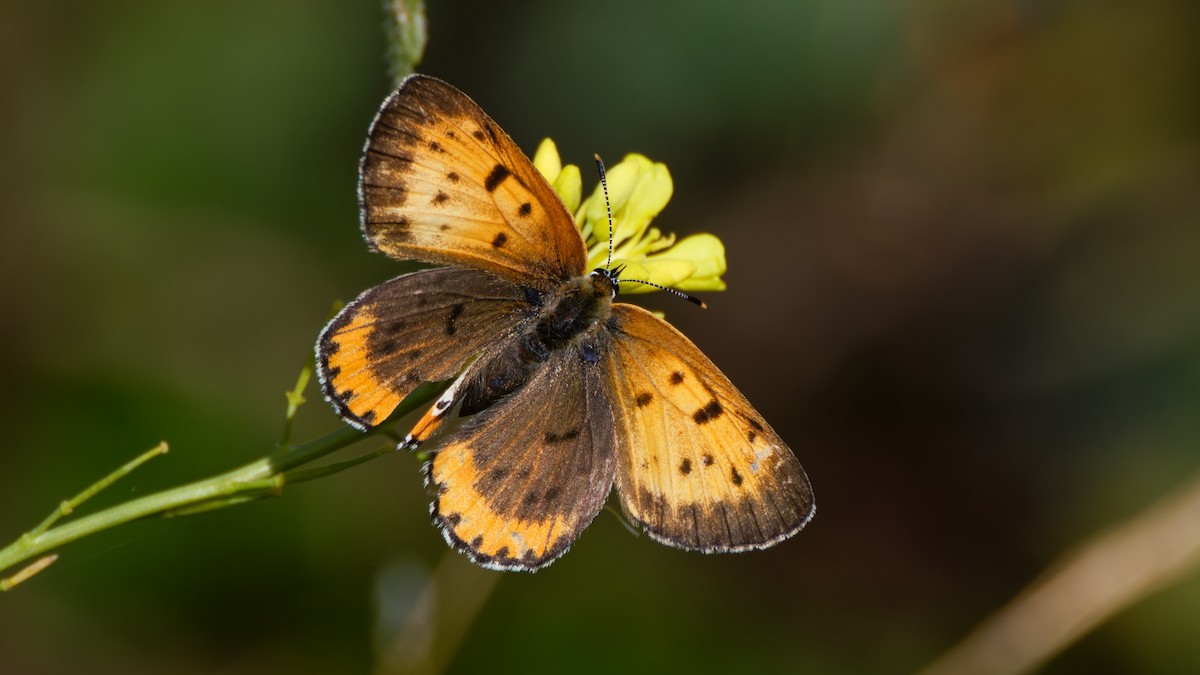 Bronze Copper - ML644586994