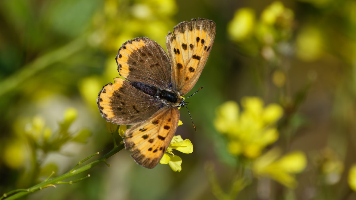 Bronze Copper - ML644586998