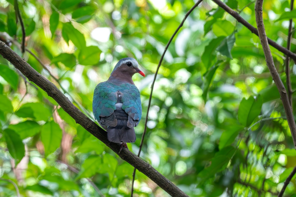 Asian Emerald Dove - ML644586999