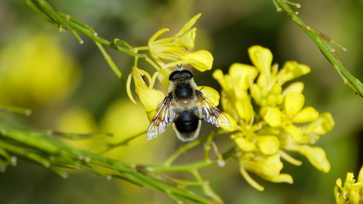 Orange-spotted Drone Fly - ML644587000