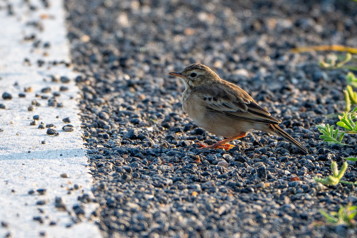 稻田鷚 - ML644587002