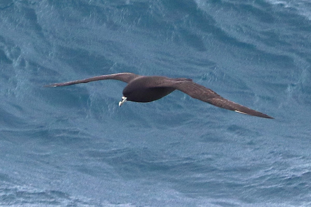 White-chinned Petrel - ML644587026