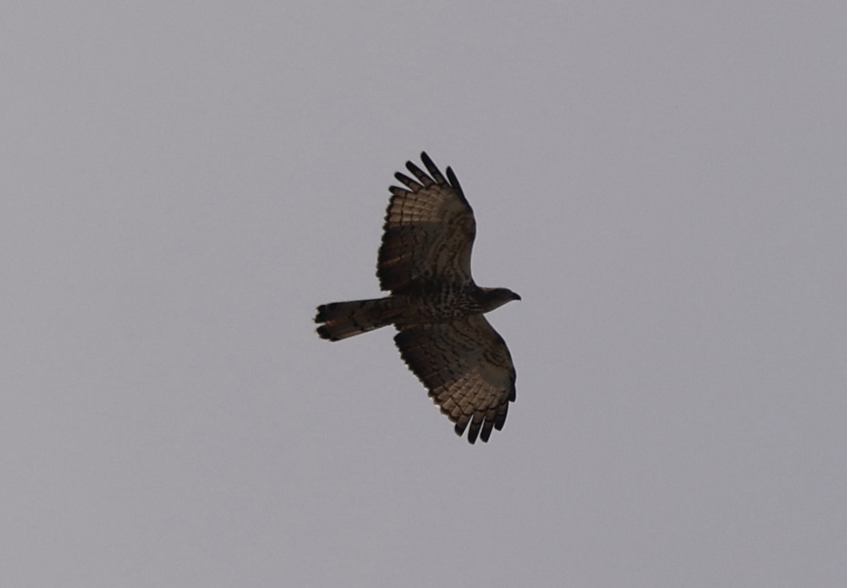 Хохлатый осоед - ML644587031