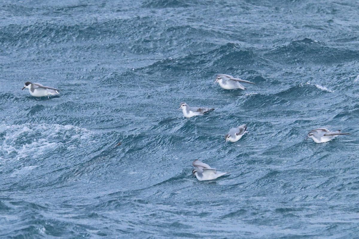 Antarctic Prion - ML644587035