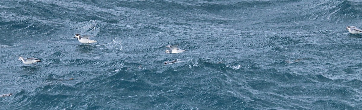 Antarctic Prion - ML644587036