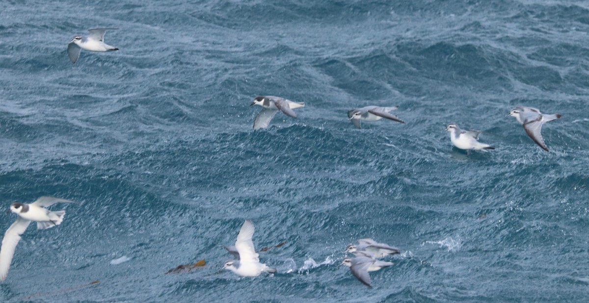 Antarctic Prion - ML644587037