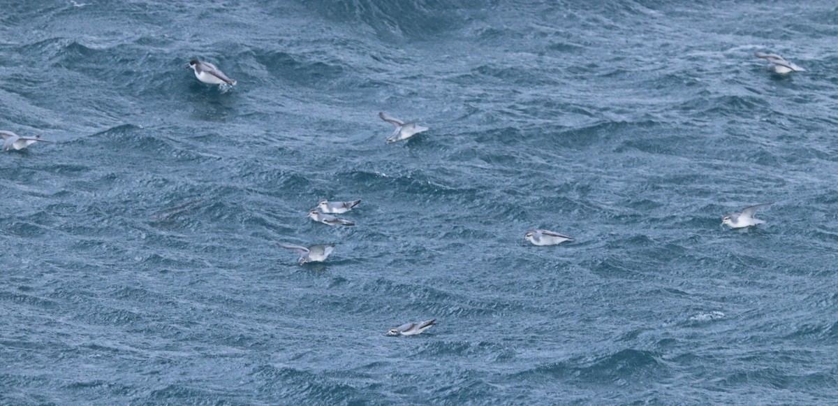 Antarctic Prion - ML644587038