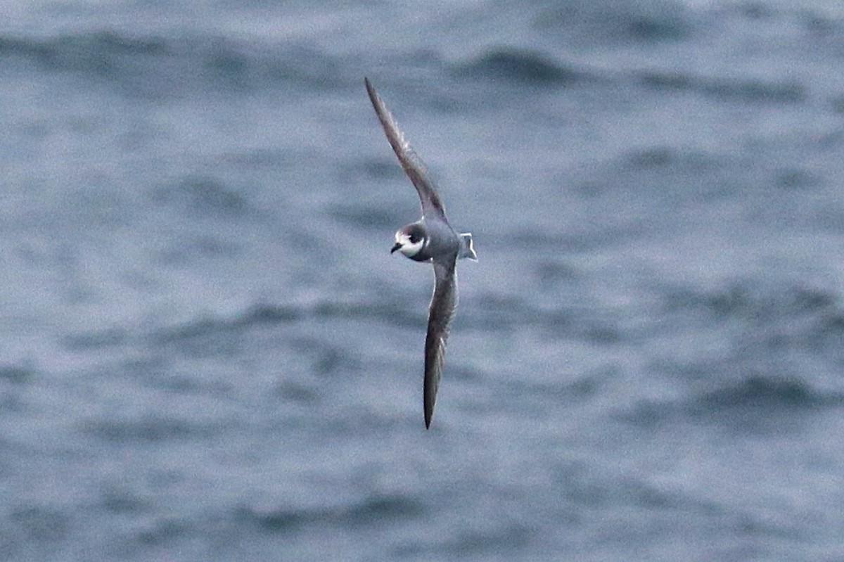 Blue Petrel - ML644587047