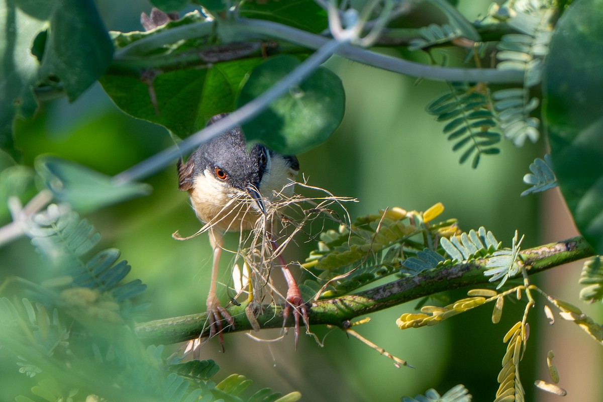 Ashy Prinia - ML644587050