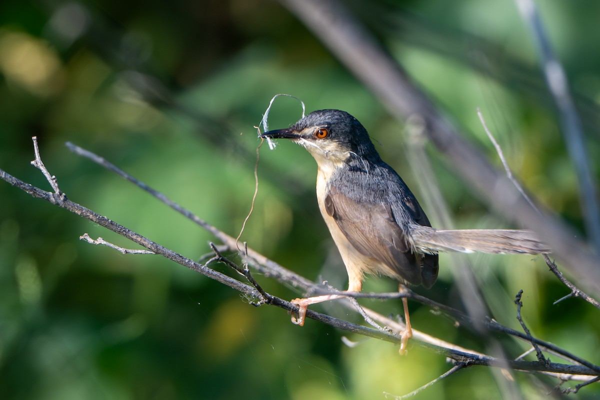 Ashy Prinia - ML644587051