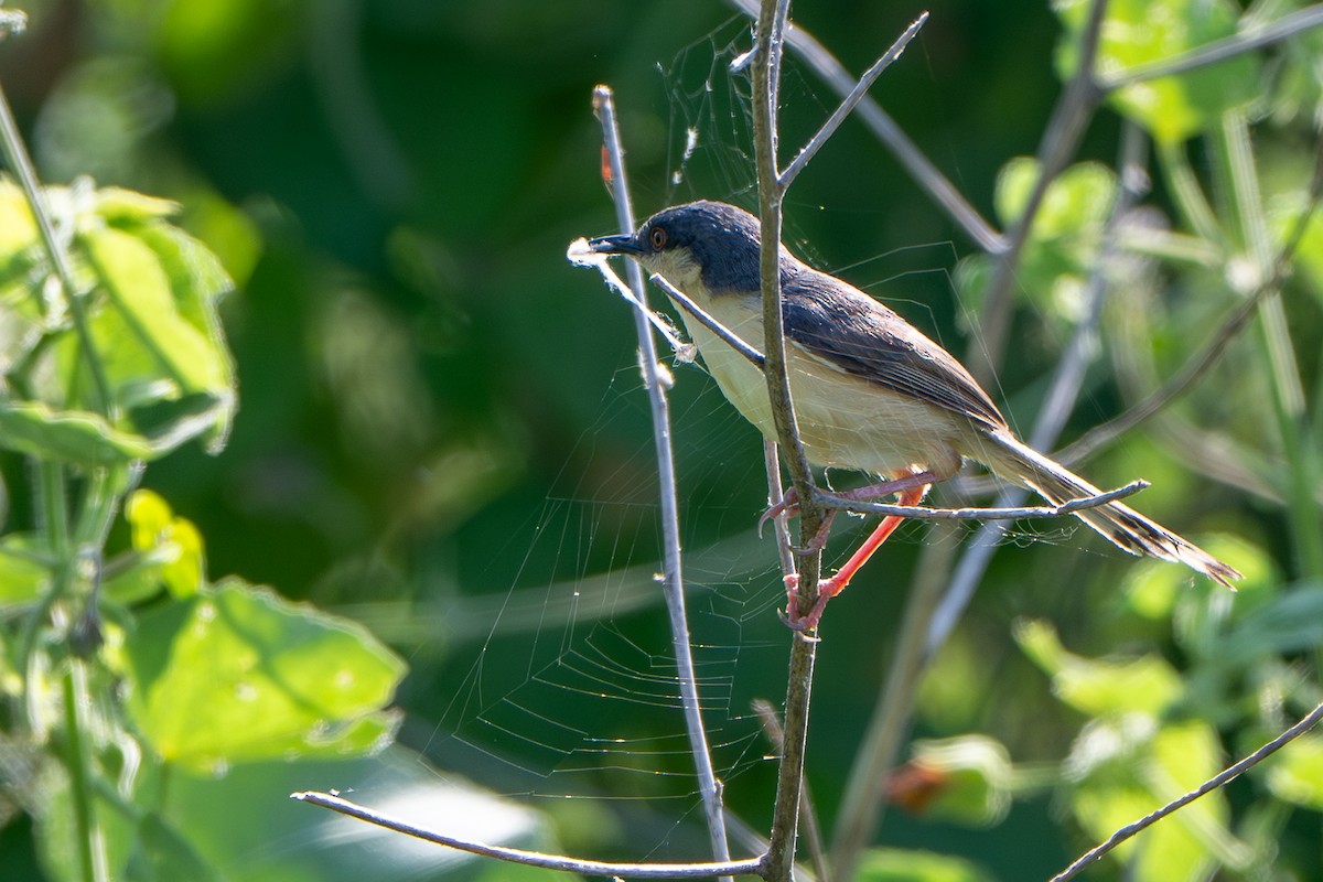 Ashy Prinia - ML644587052