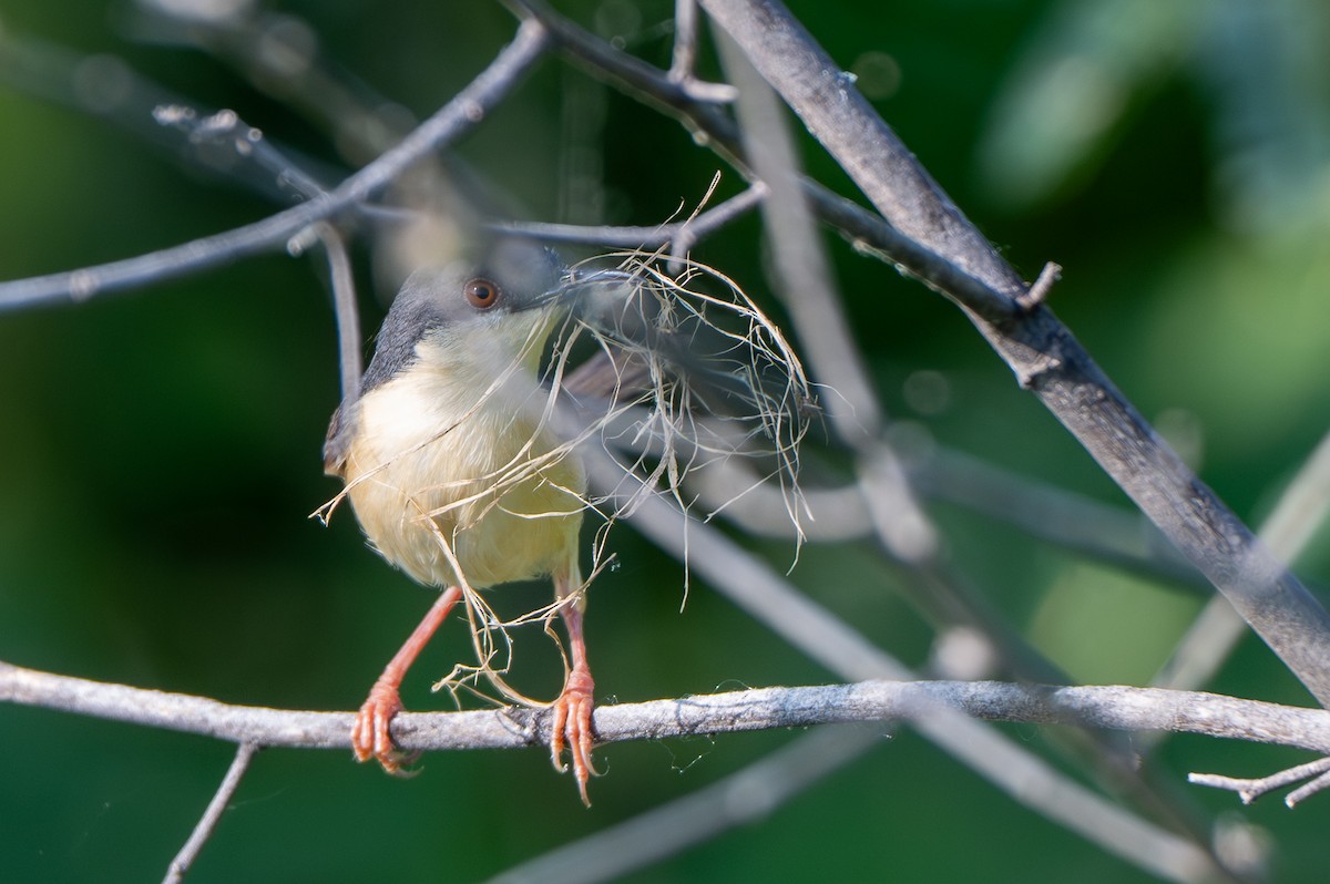 Ashy Prinia - ML644587053