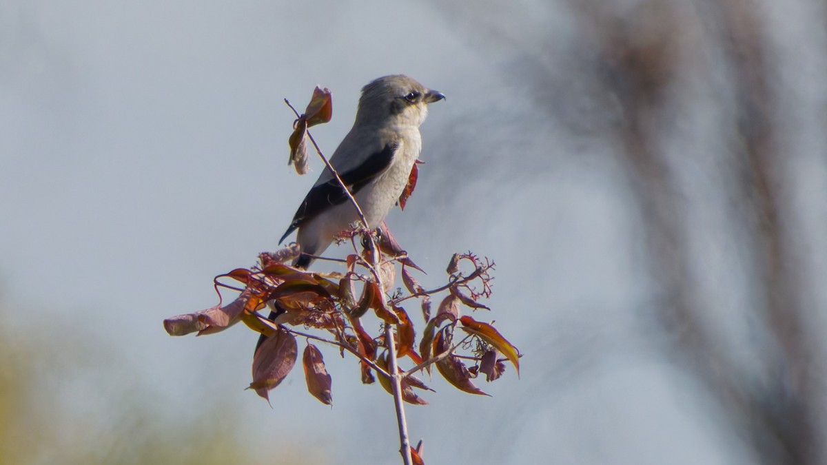Alcaudón Boreal - ML644587054