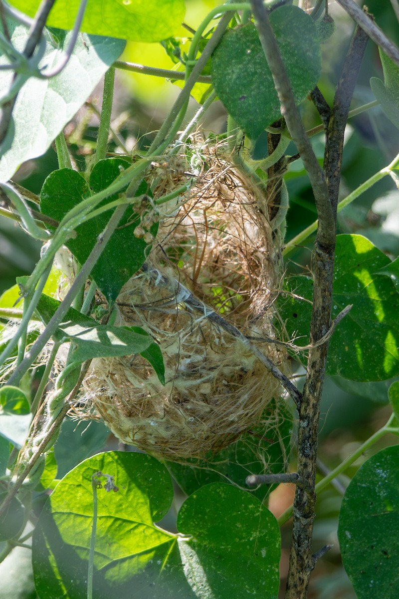 Ashy Prinia - ML644587055