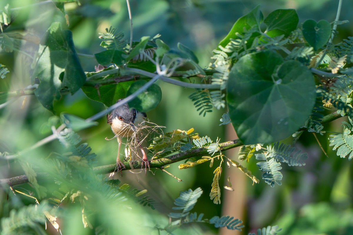 Ashy Prinia - ML644587056