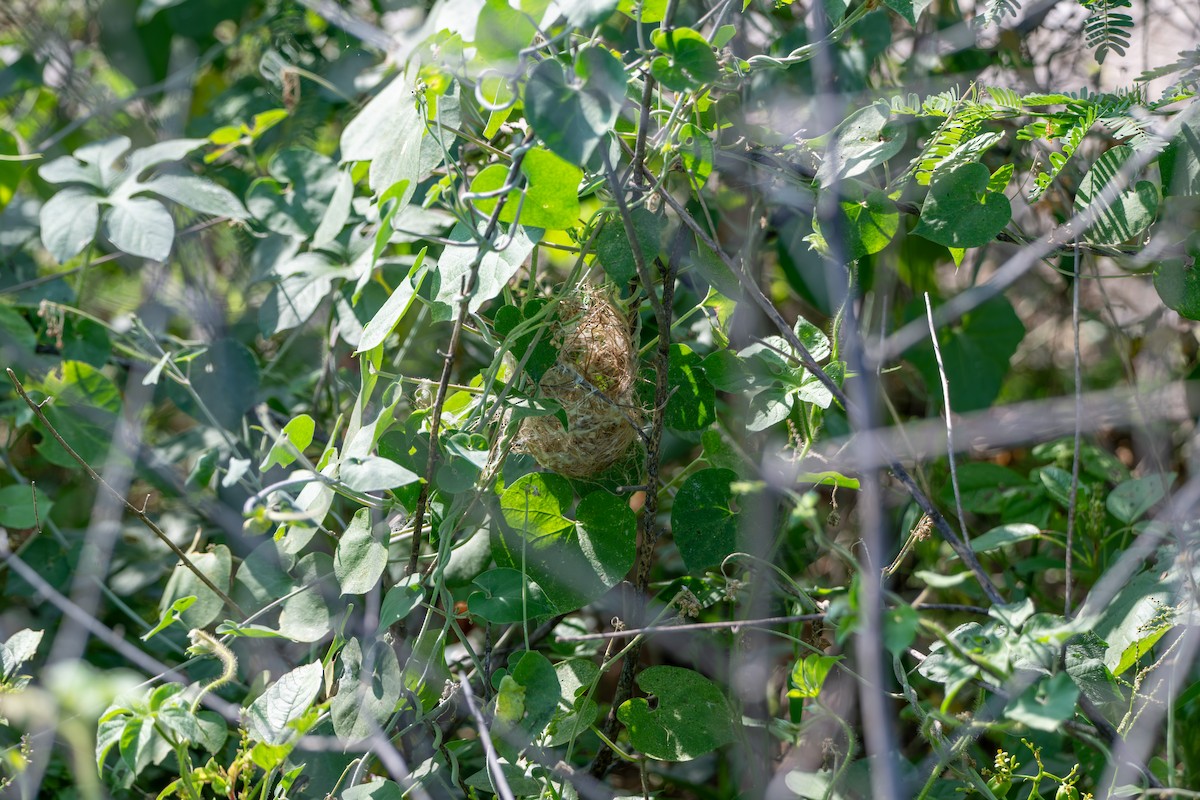 Ashy Prinia - ML644587057