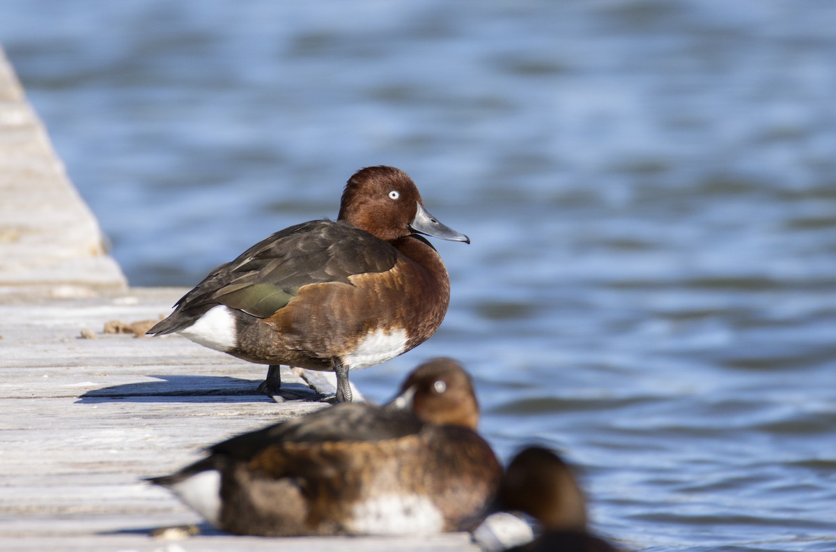 Ferruginous Duck - ML644587059
