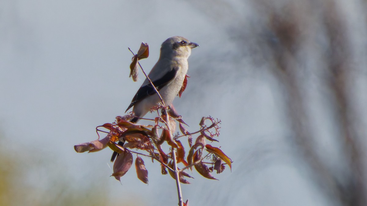 Alcaudón Boreal - ML644587060