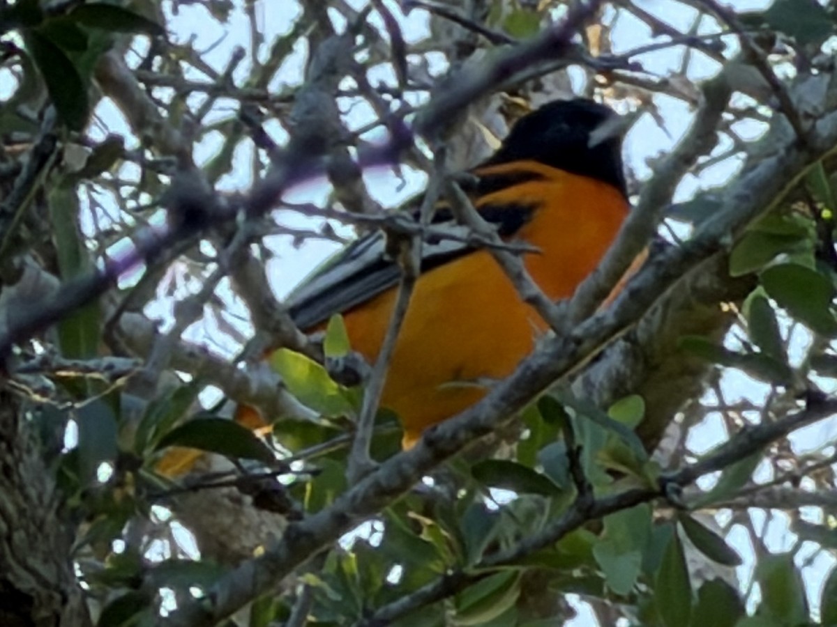 Baltimore Oriole - ML644587061