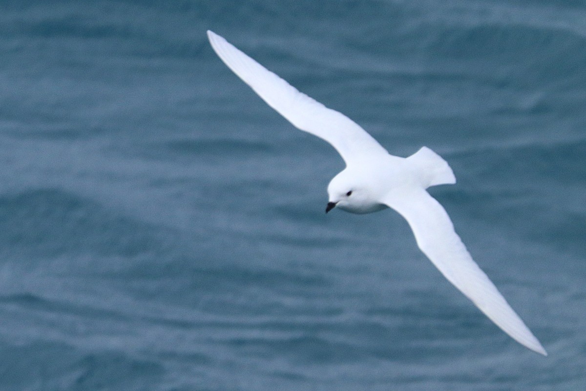 Snow Petrel - ML644587062