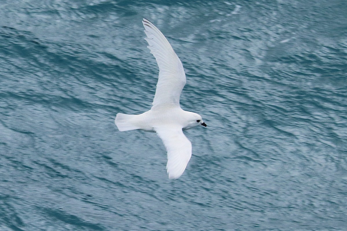 Snow Petrel - ML644587063