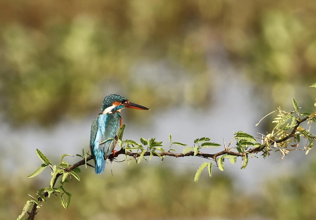 Зимородок - ML644587064