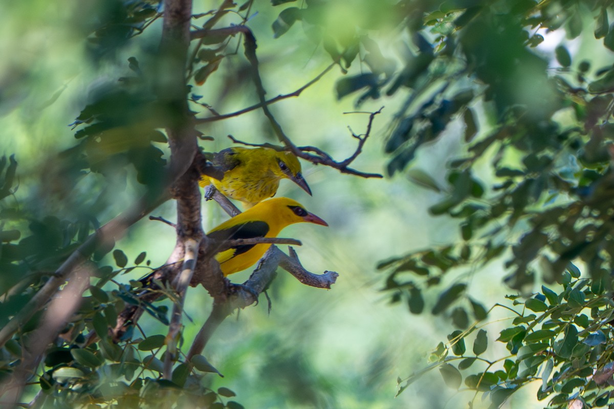 Indian Golden Oriole - ML644587066