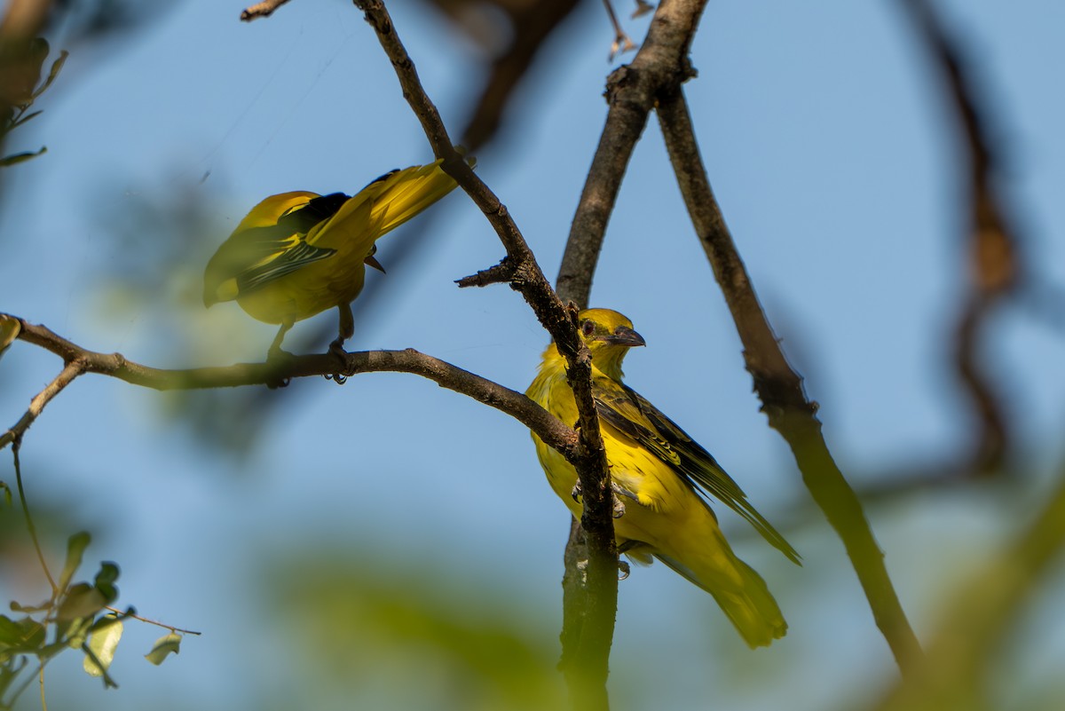 Indian Golden Oriole - ML644587067