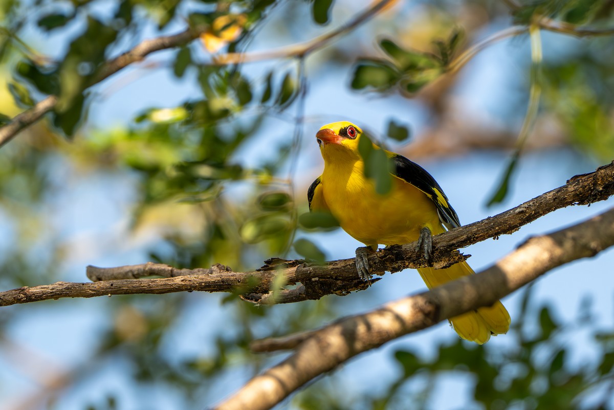 Indian Golden Oriole - ML644587068