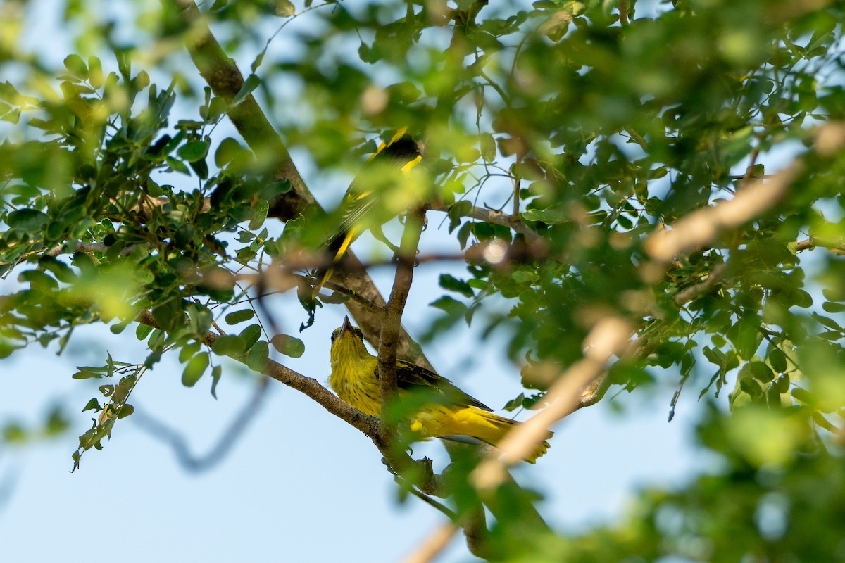Indian Golden Oriole - ML644587070